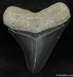 Inch Bone Valley Megalodon Tooth #1303-1